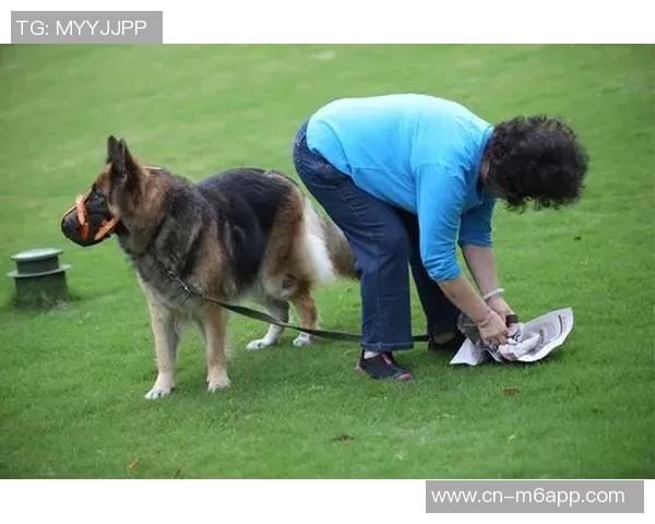悬赏金激增至两万美元拉姆塞全力寻回心爱爱犬